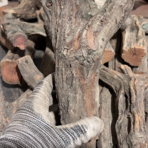 淡***尘大果紫檀（缅甸花梨）