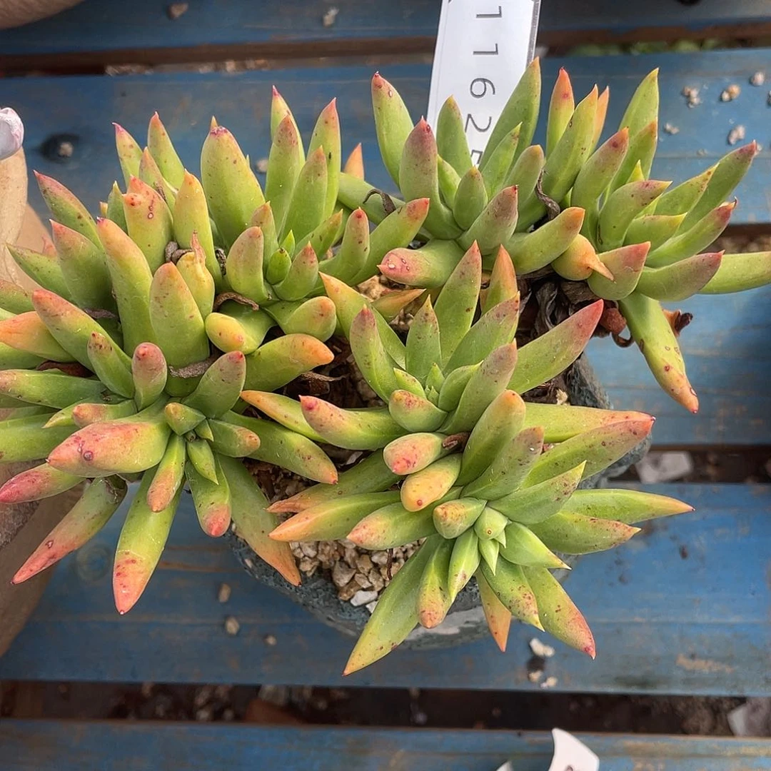 绿拇指杂法瑞老桩11625