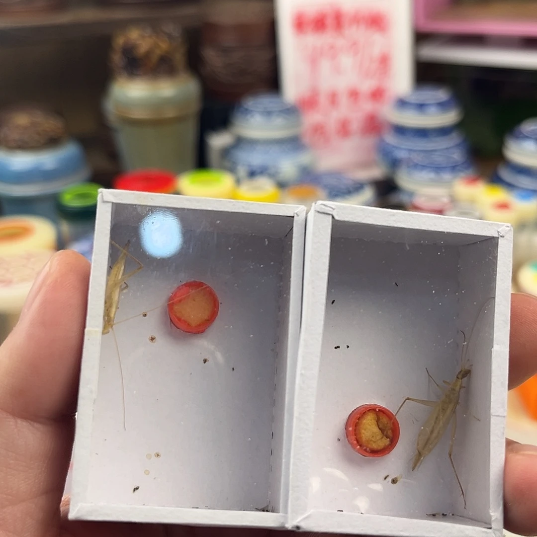 两条断须柬埔寨竹蛉