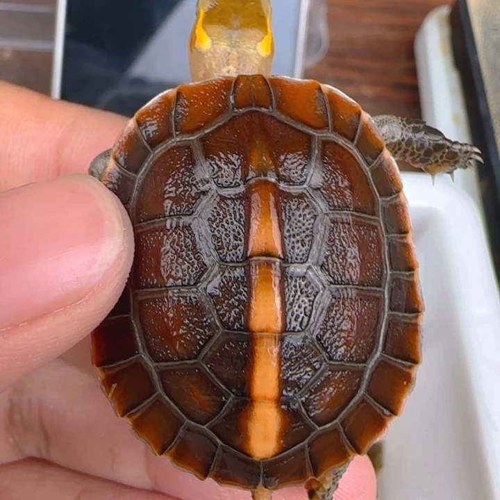 母宠物龟皖南红安