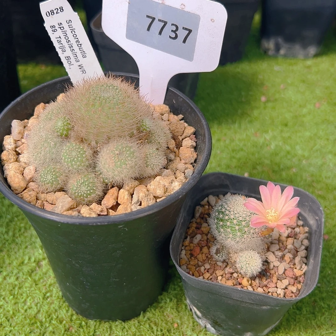 7737左边实生，右边自根
