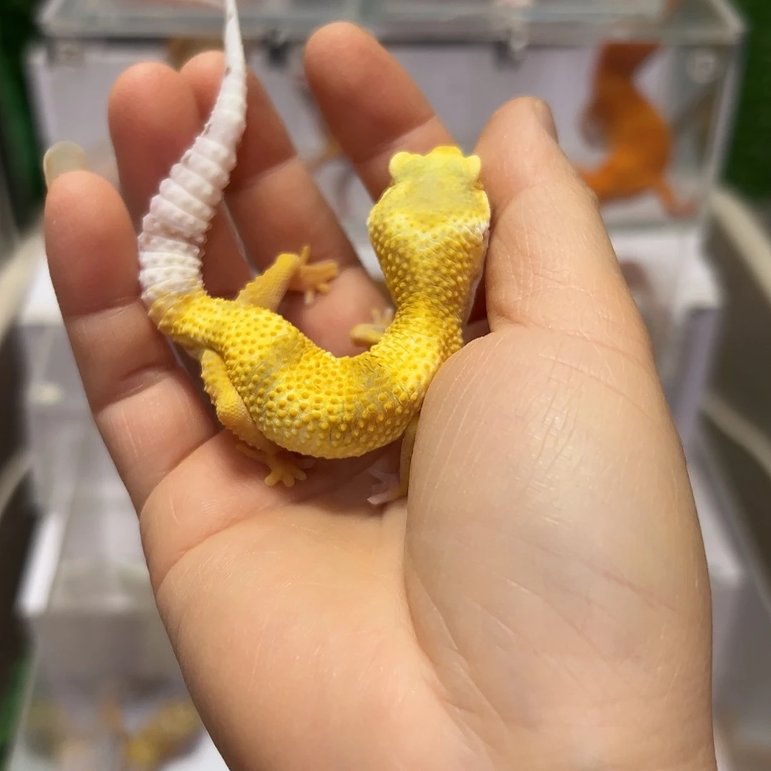 豹纹守宫豹纹守宫