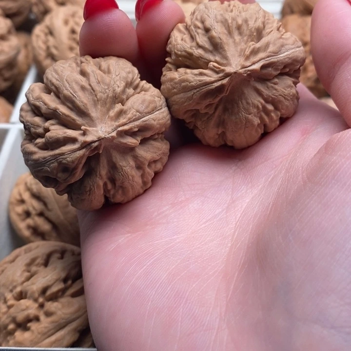 ****࿐霸王龙全品无修一刀没动