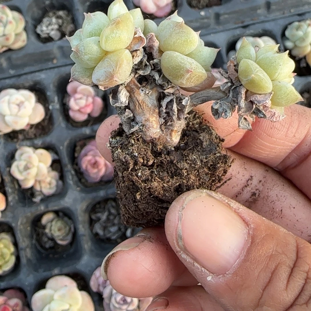 多肉小卡拉米糖心一物一拍