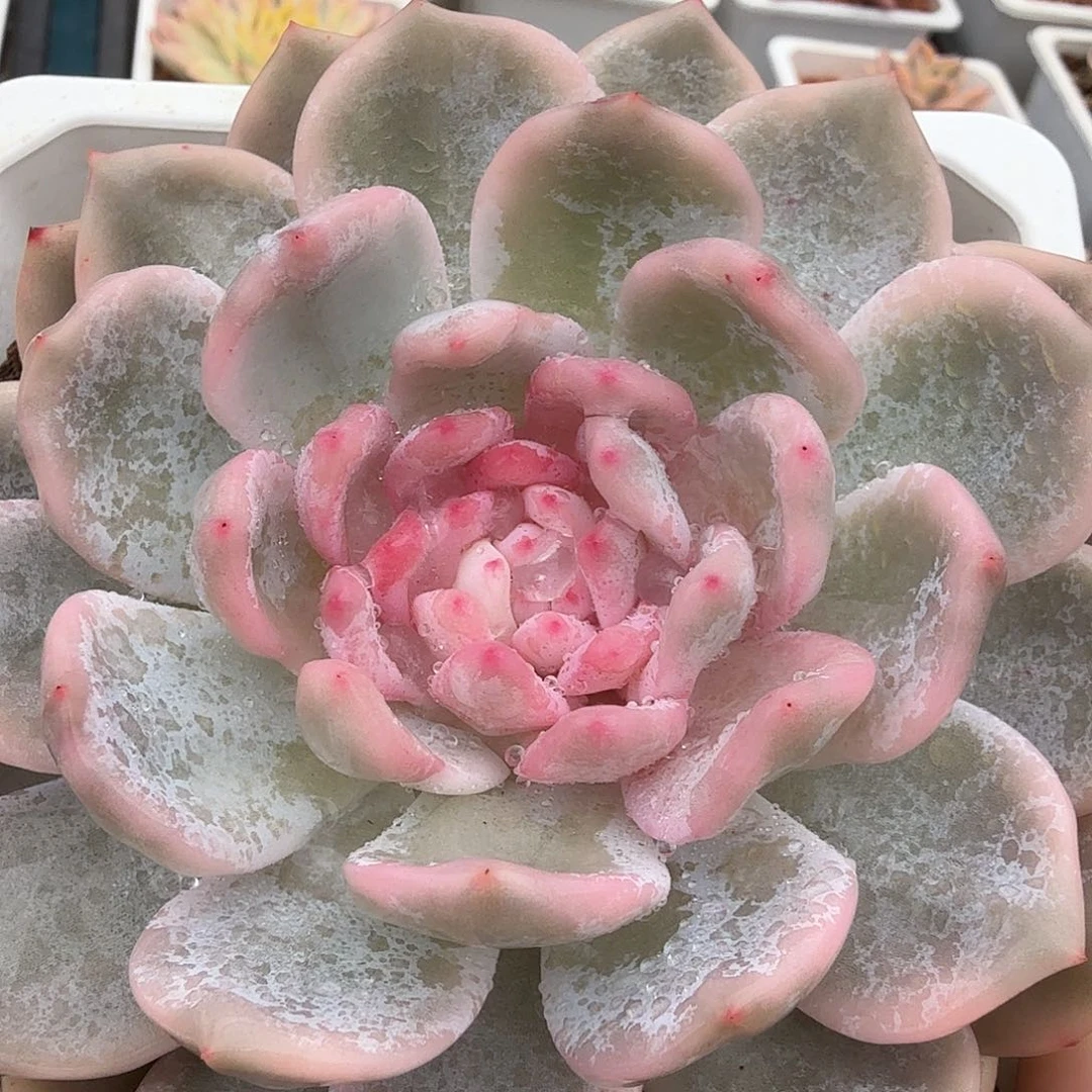 橙梦露锦，多肉植物