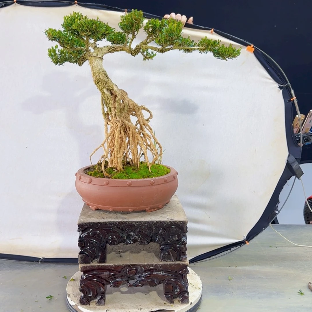 高端黄杨盆景艺术