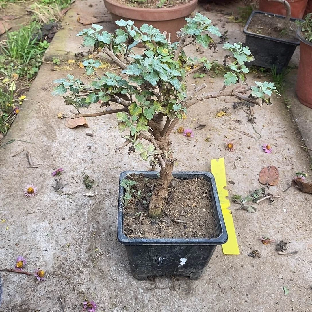 哈***牛完全开放盆景菊花