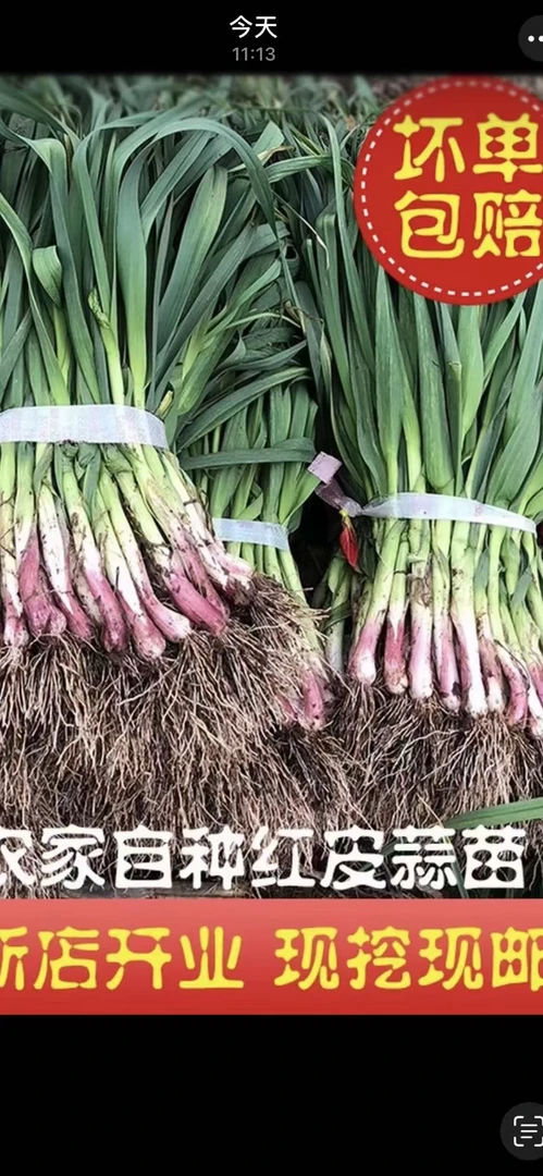 河南现挖现发新鲜红皮香蒜苗农家自种炒肉炒鸡蛋炖肉坏烂包赔
