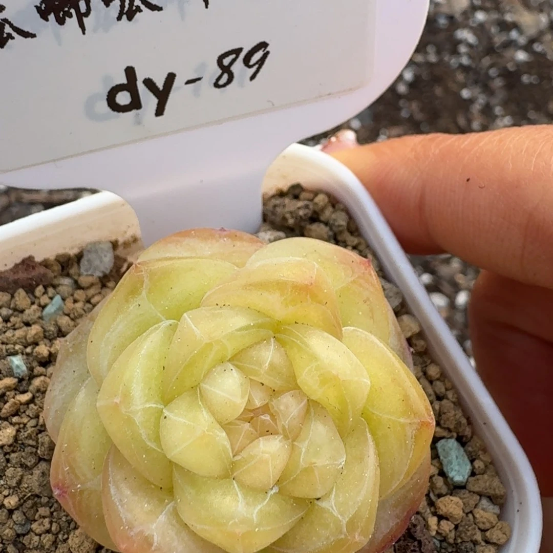 0131-089-无家可归