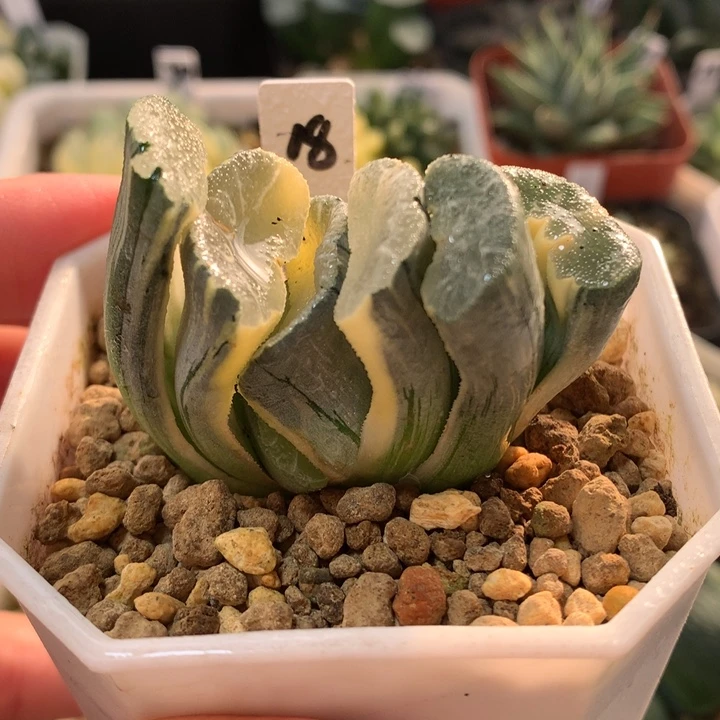 18号糊斑大神一物一拍
