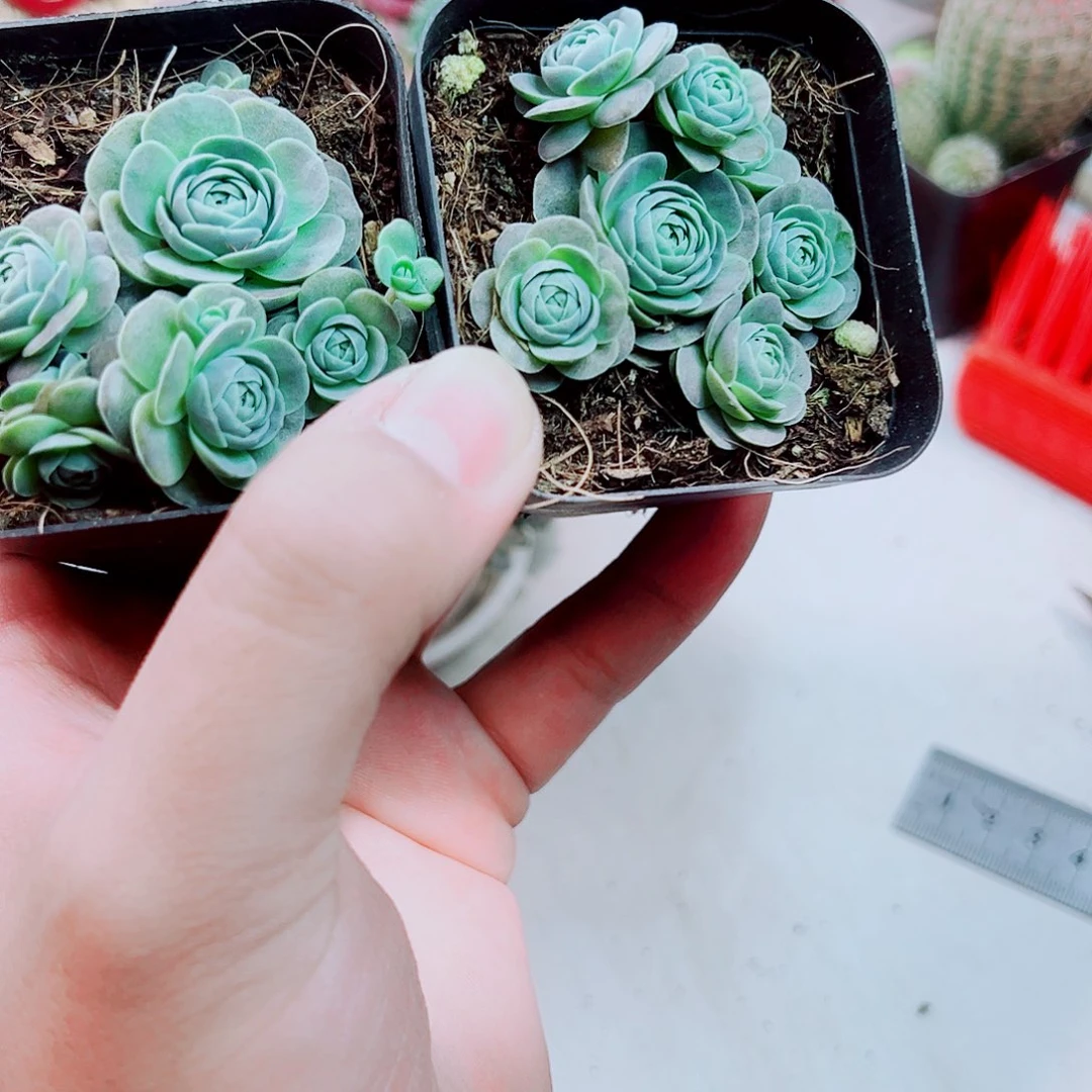 子持莲花多肉植物