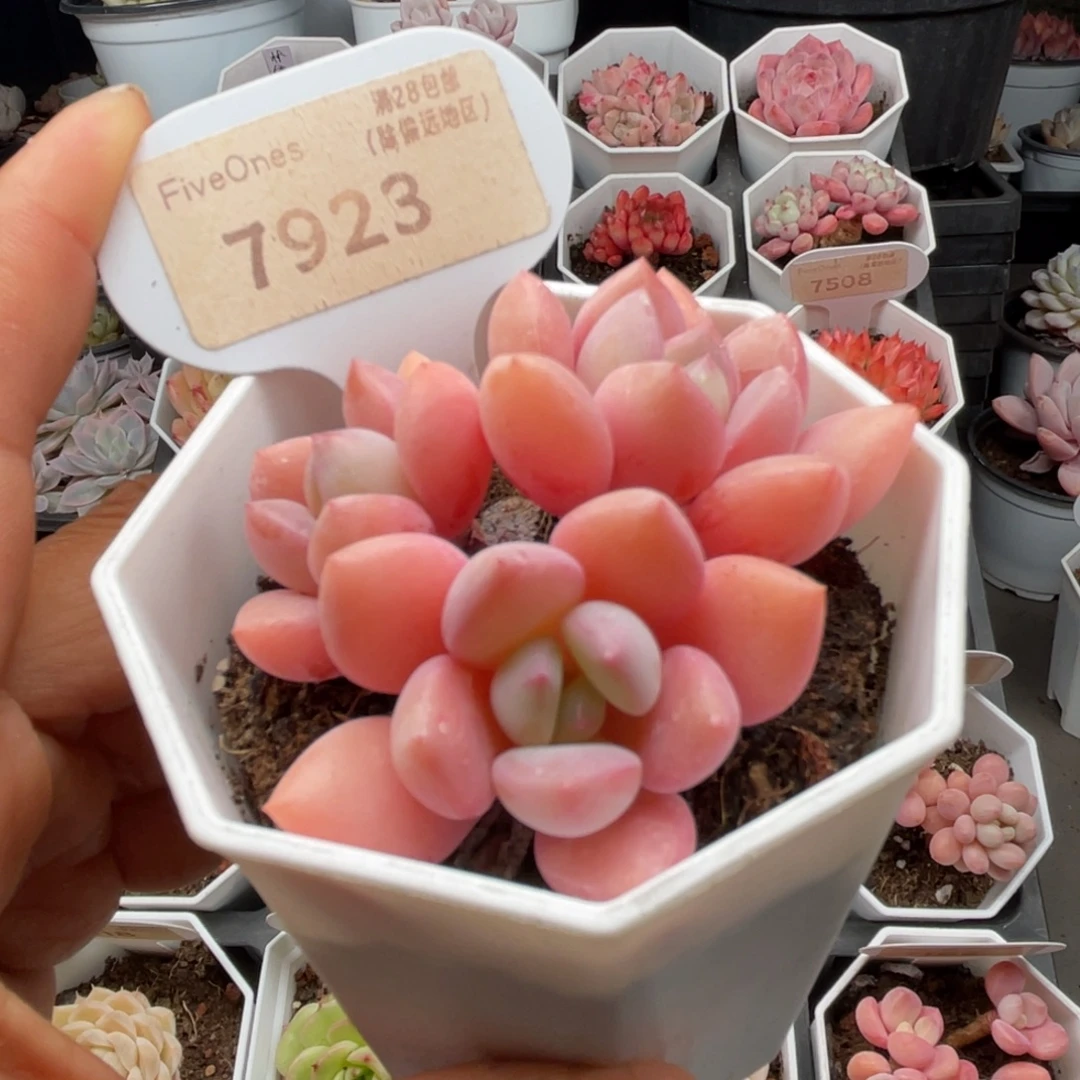 白鹭7923-6.0厘米