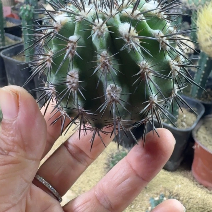 仙人球，伊须罗玉，有根