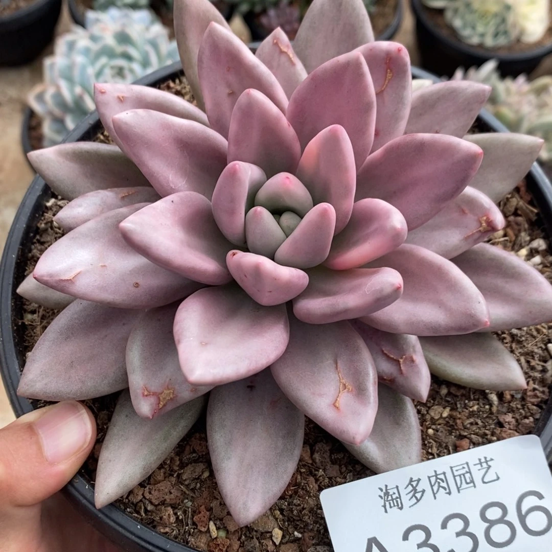 桃花源多肉植物A3386