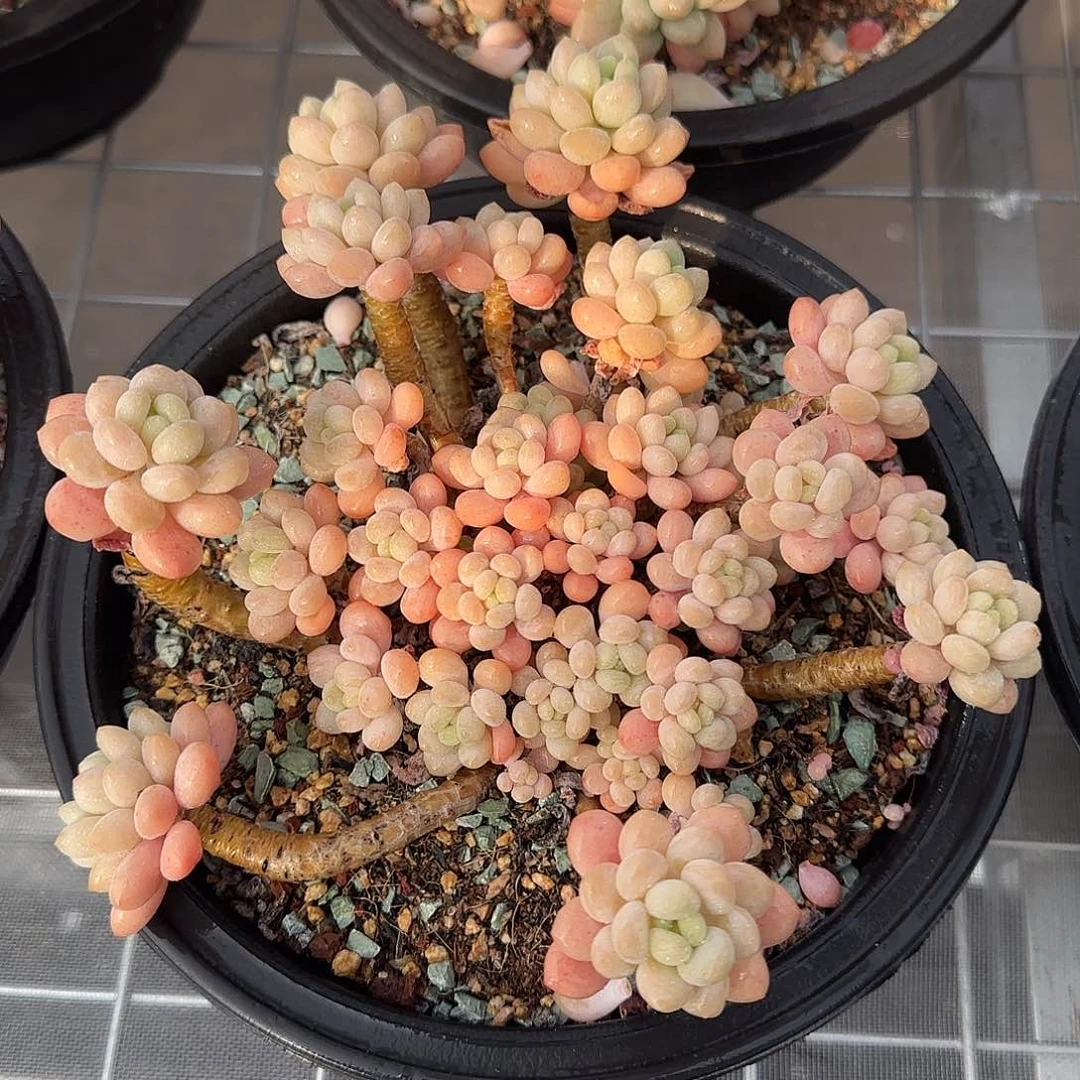 从前慢花园精选鱼子酱多肉