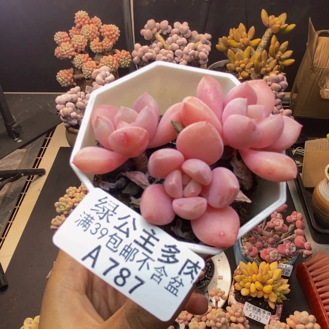 787粉桃花多肉5c m