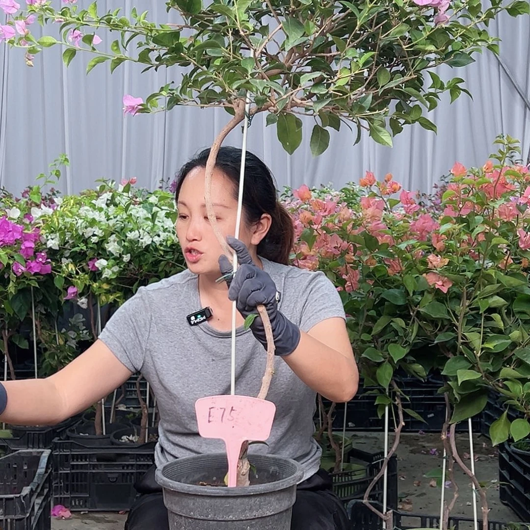 ず***歳当前无花栽培后可以开花E75巴西紫