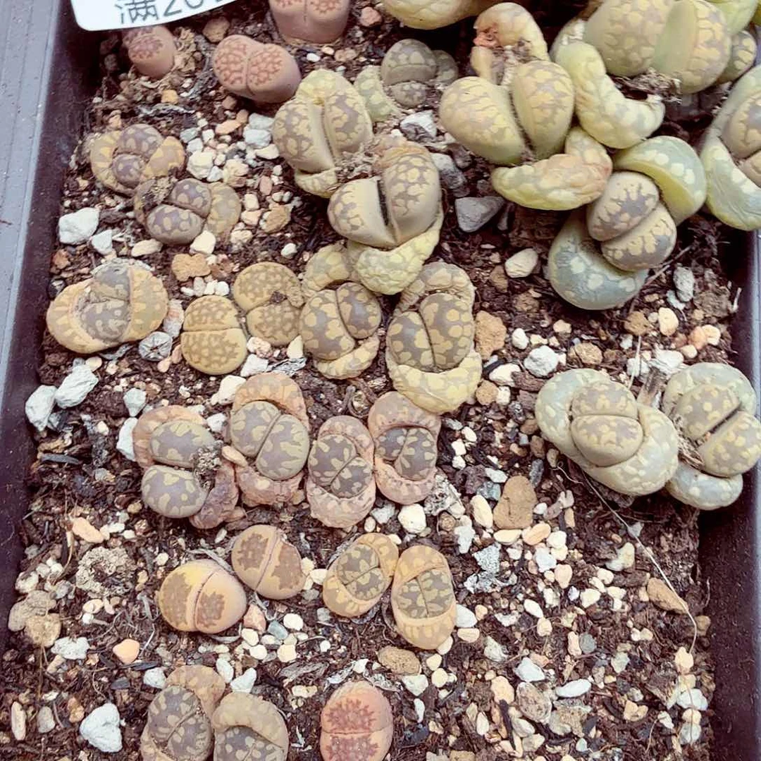 这个点睡一回是为了睡109