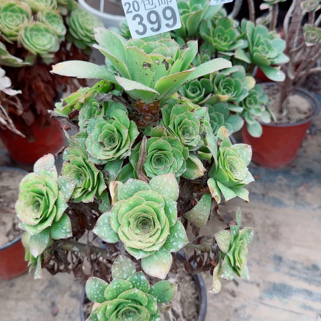 绿玫瑰399满20包邮断枝不包