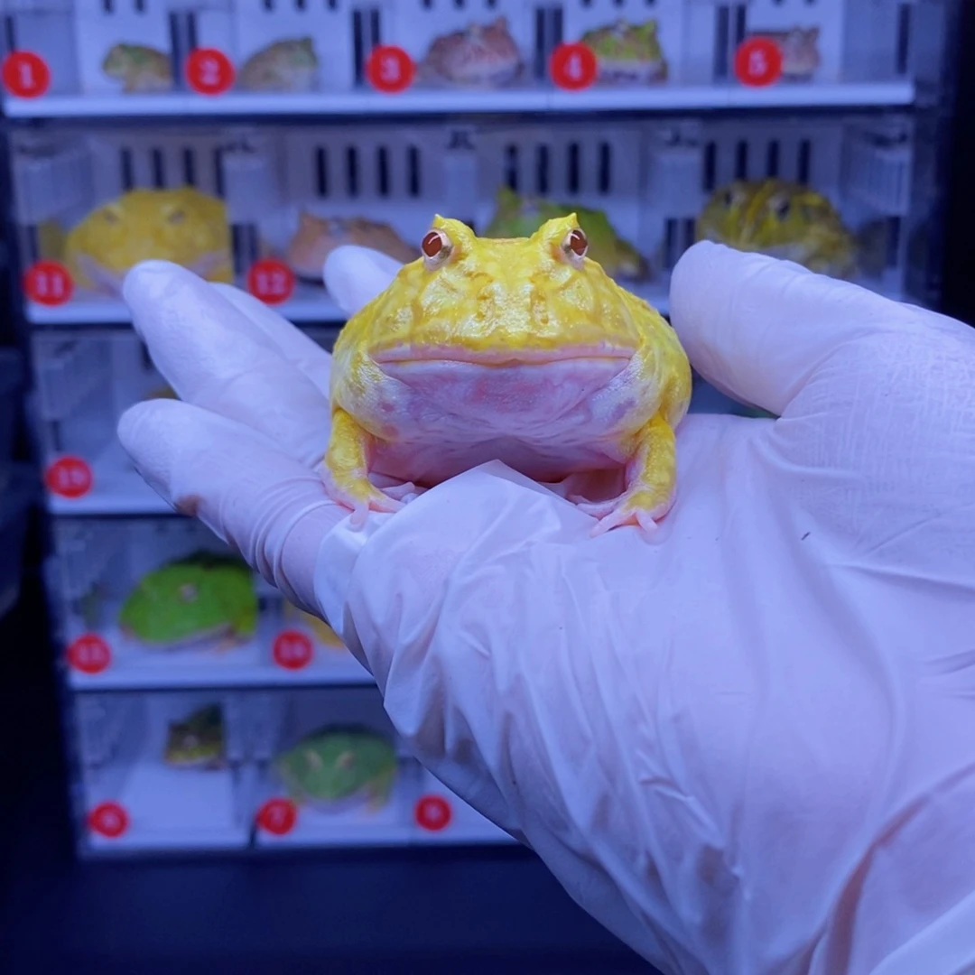 红***鸟角蛙角蛙3-10cm闪购专享链接