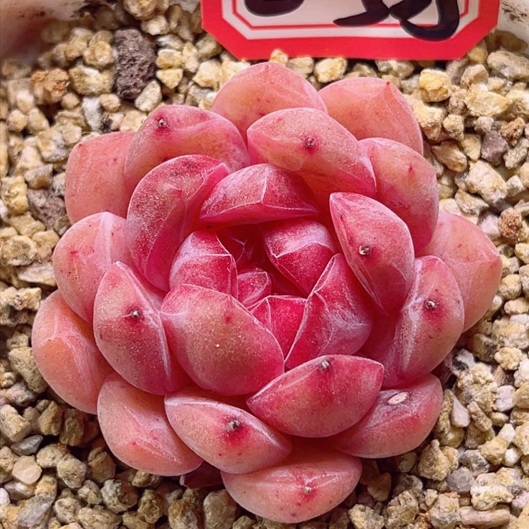 E525 粉丝绒一物一拍