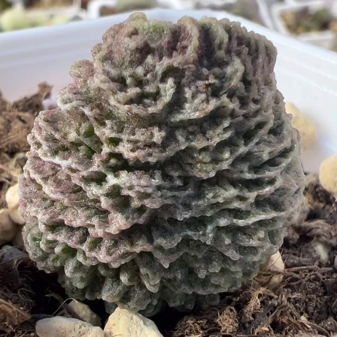 实生新品大苗多肉植物水泡
