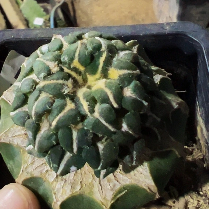 无花朵馒头黑牡丹540
