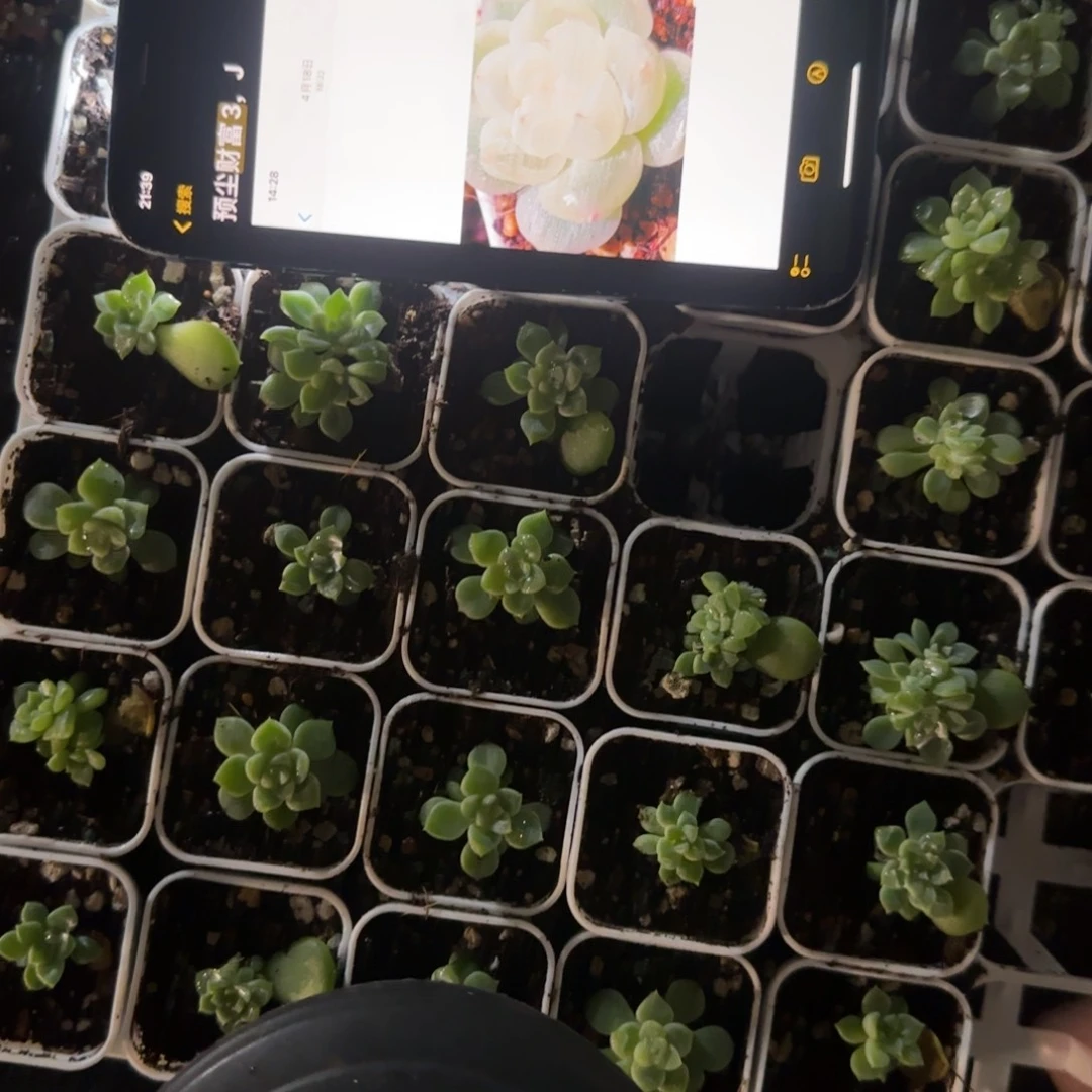 预尘财富3 盆一个7床满25包邮