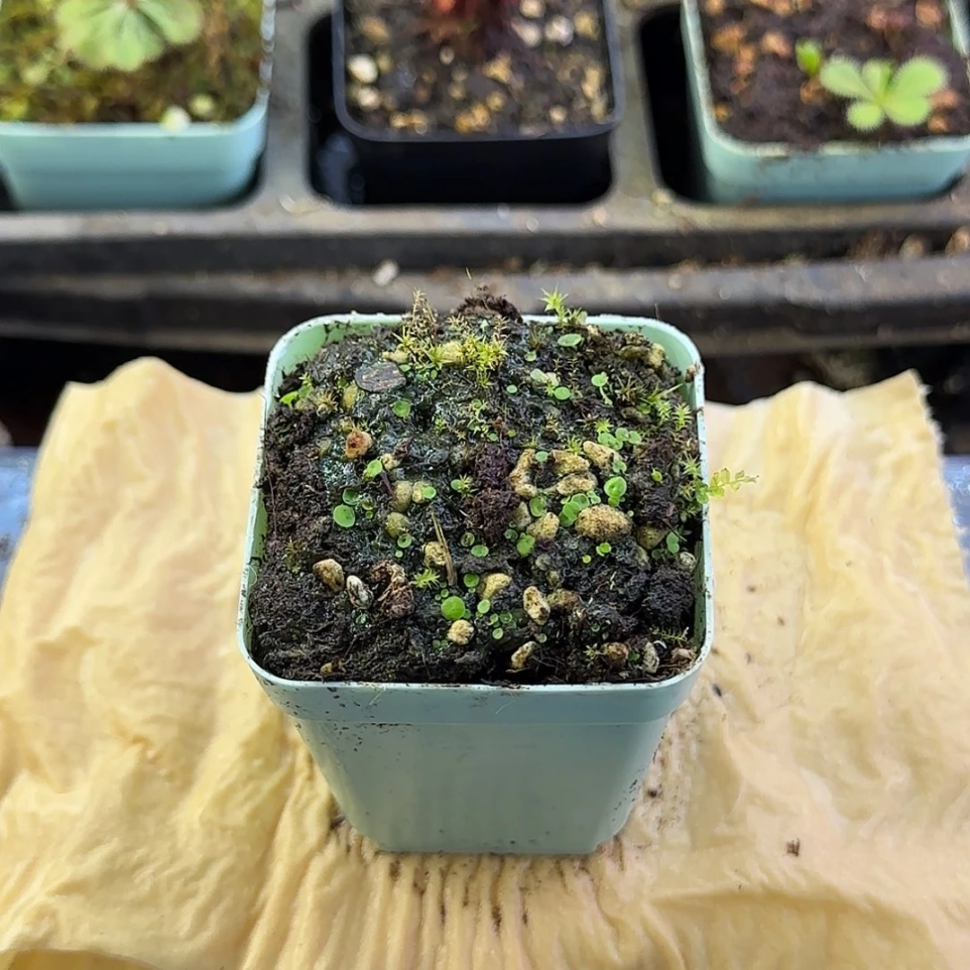 无花朵纤毛狸藻234