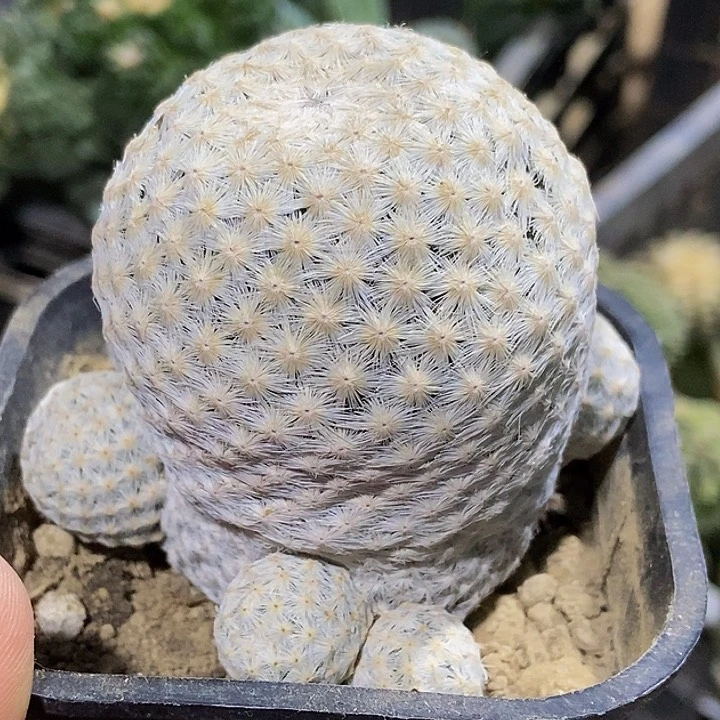 无花朵福利自根百鸟群377