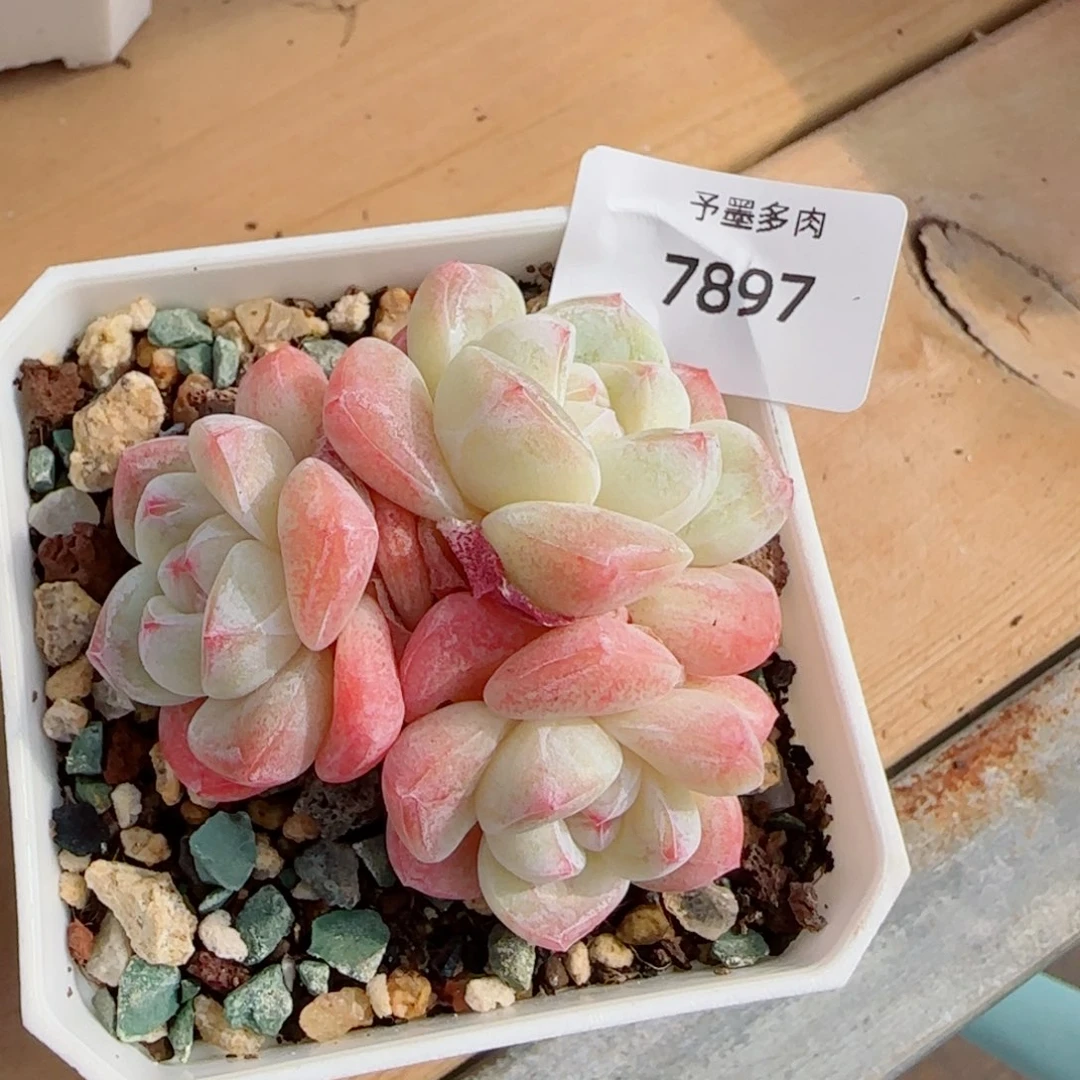 模特冰玉无砍，7897多肉植物