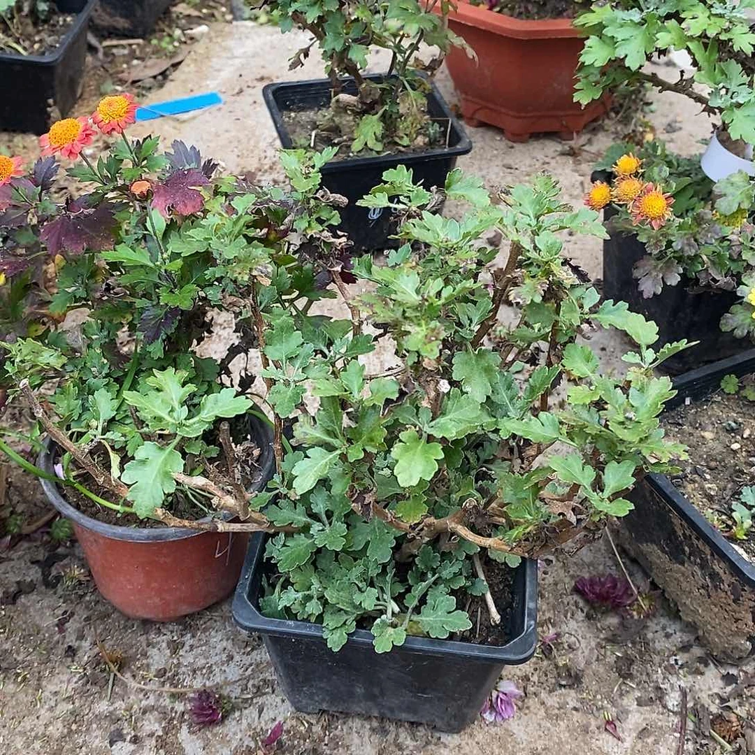 半***欢完全开放盆景菊花