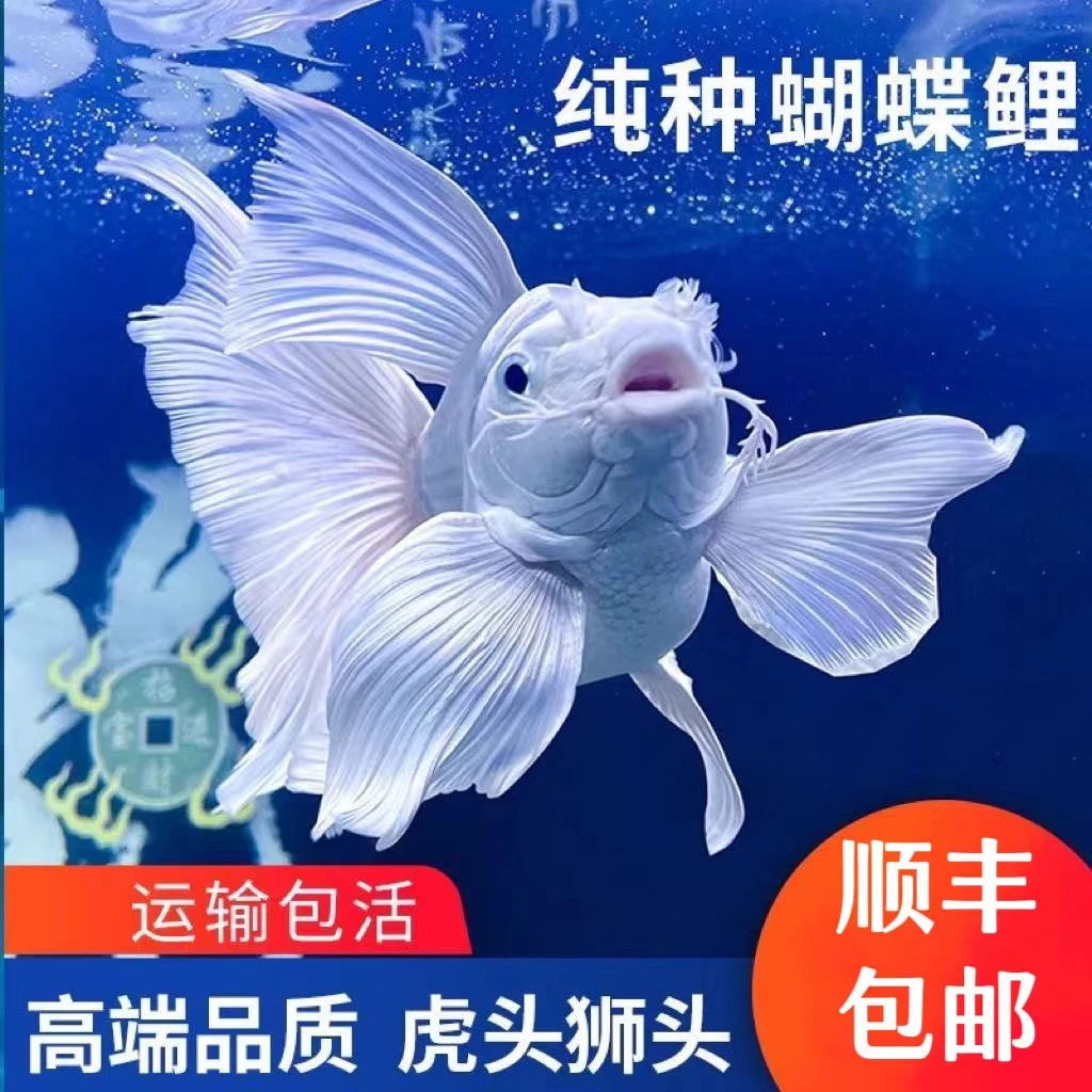 纯种蝴蝶鲤鱼白色短球贵妃体观赏鱼精品混养饲养养殖发货耐活好养
