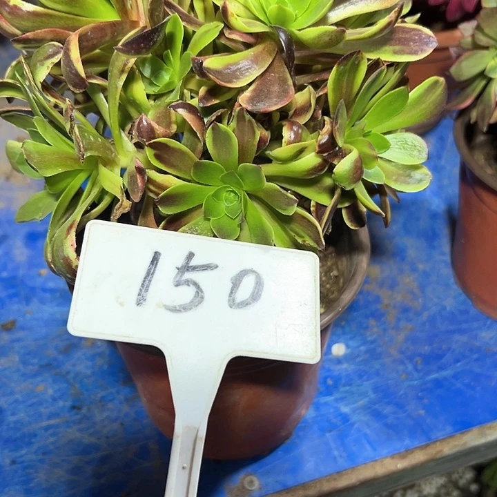 网**零多肉植物欧嘉莉法师