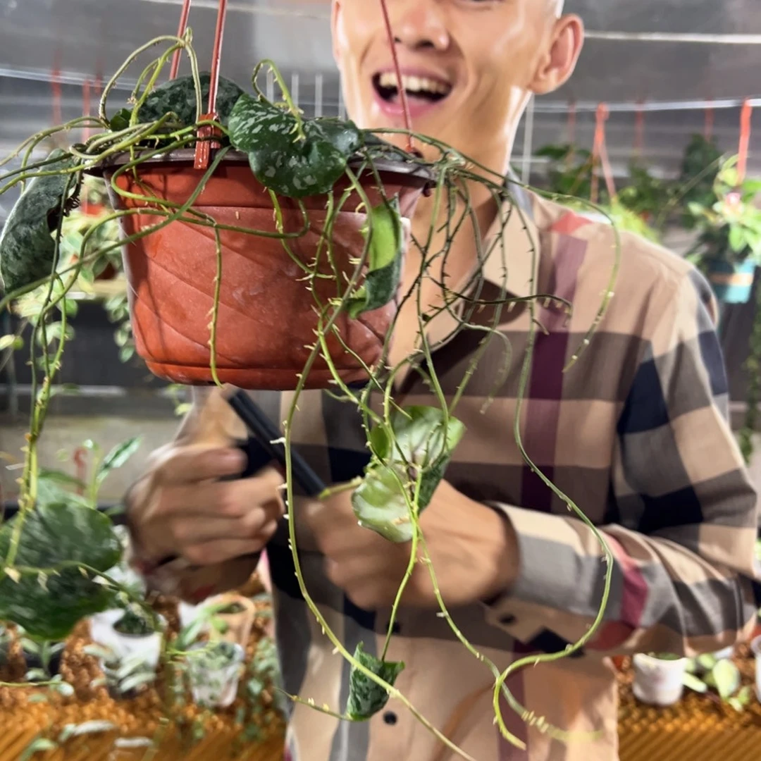 沙***途无花朵红龟壳球兰