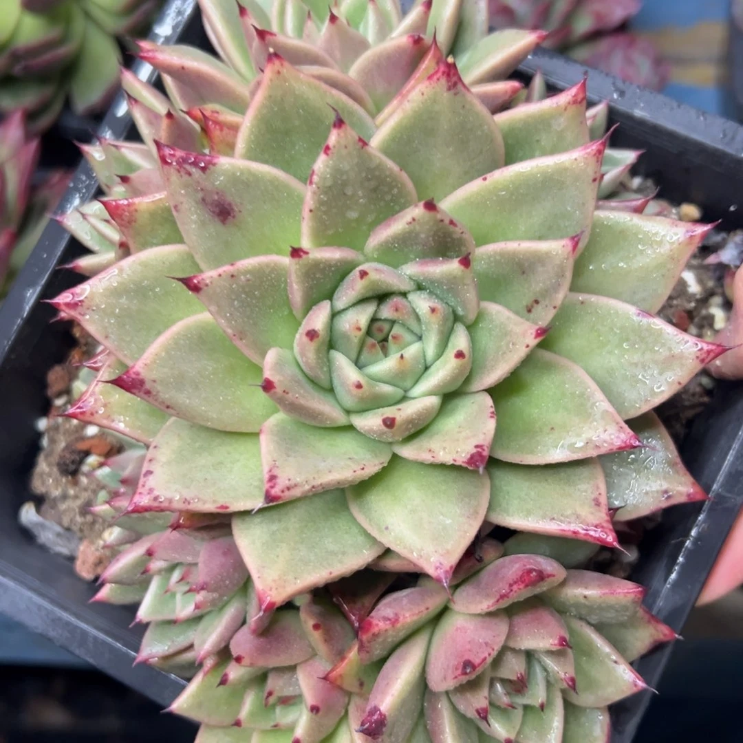 多肉植物一物一拍（97号）