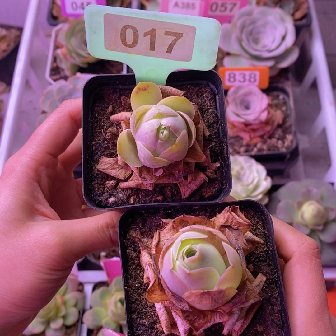 7方盆玫瑰福利017 裸根发 迷你款