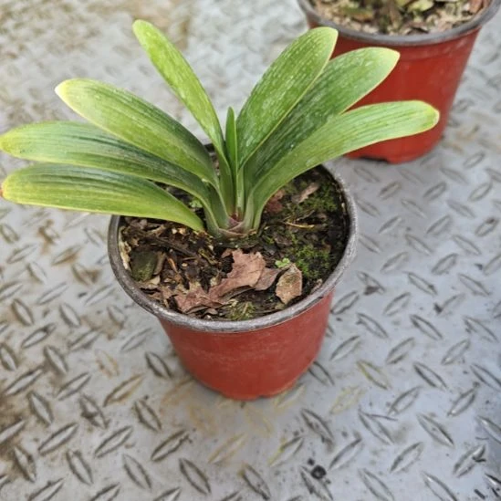 青***羽无花朵青羽     200君子兰