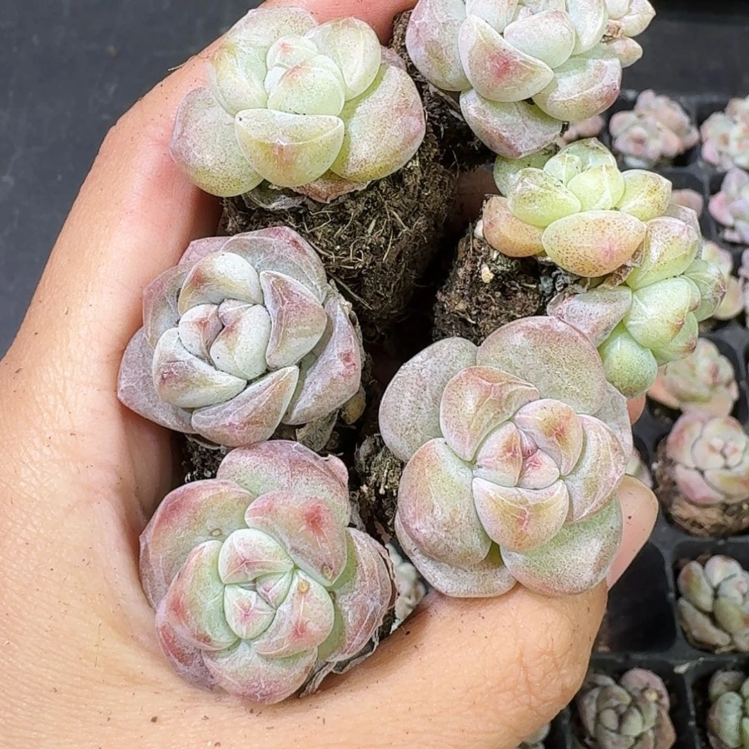 137号到手15颗，混合冰玉