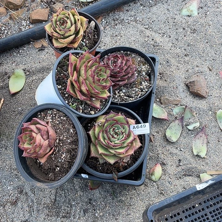 聆***风若如东云组拍A649