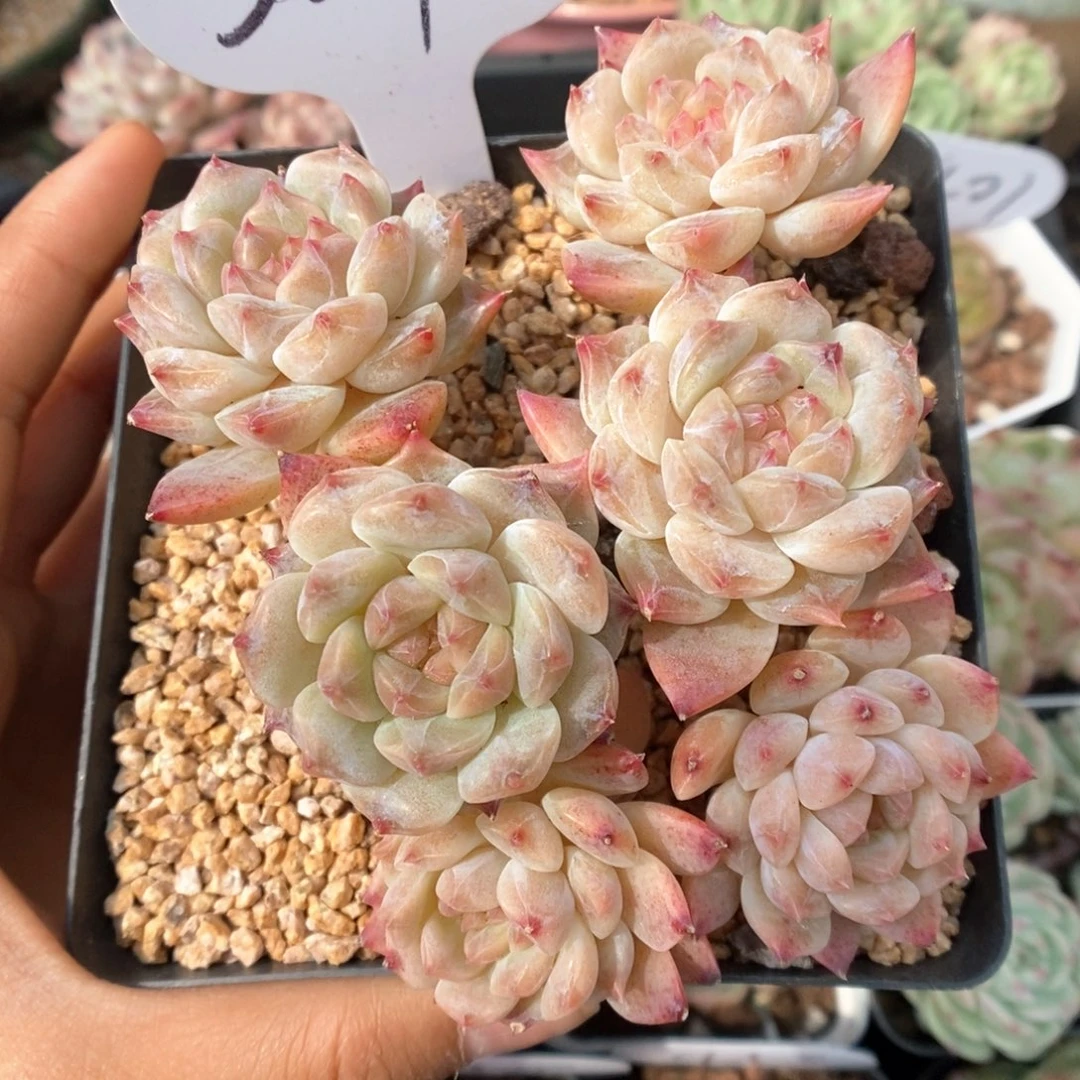 糖心冰魄群生可拍304号