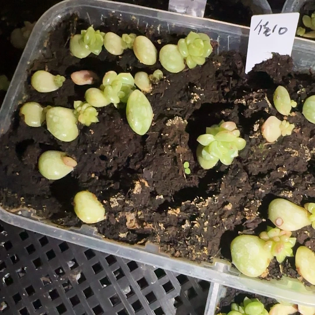 佳10 芝麻一个满25包邮