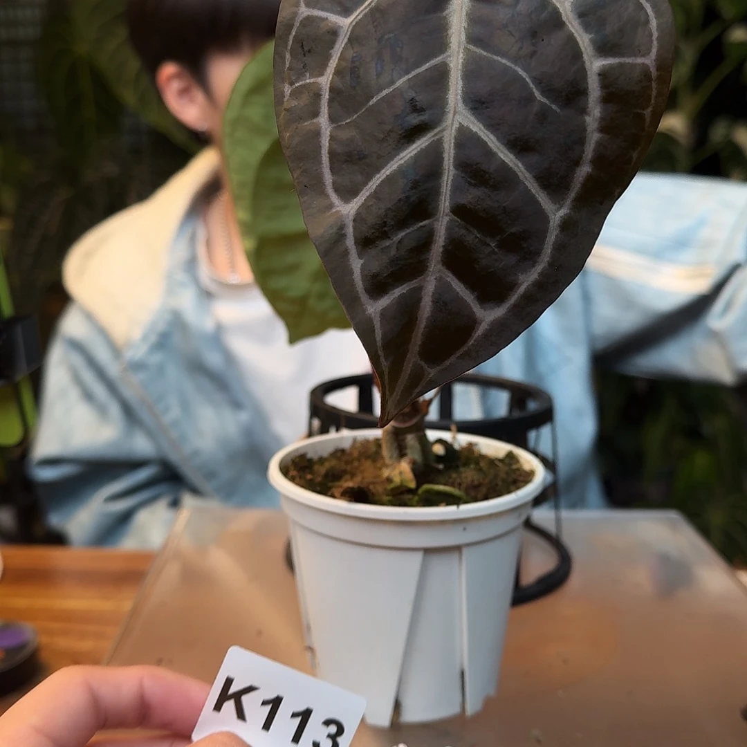 不开花植物K113小钻石杂米歇尔