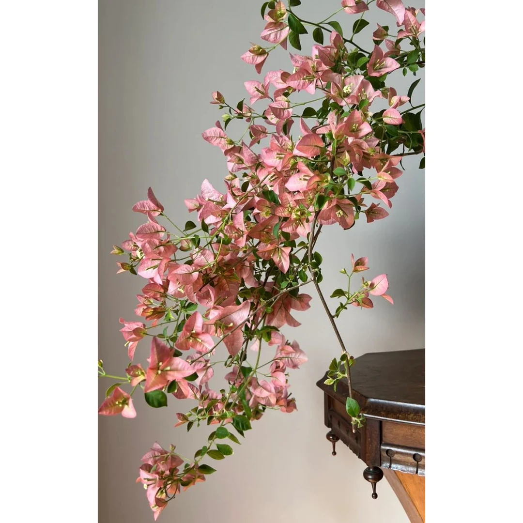 【新疆包邮】卡亚塔三角梅基地直发