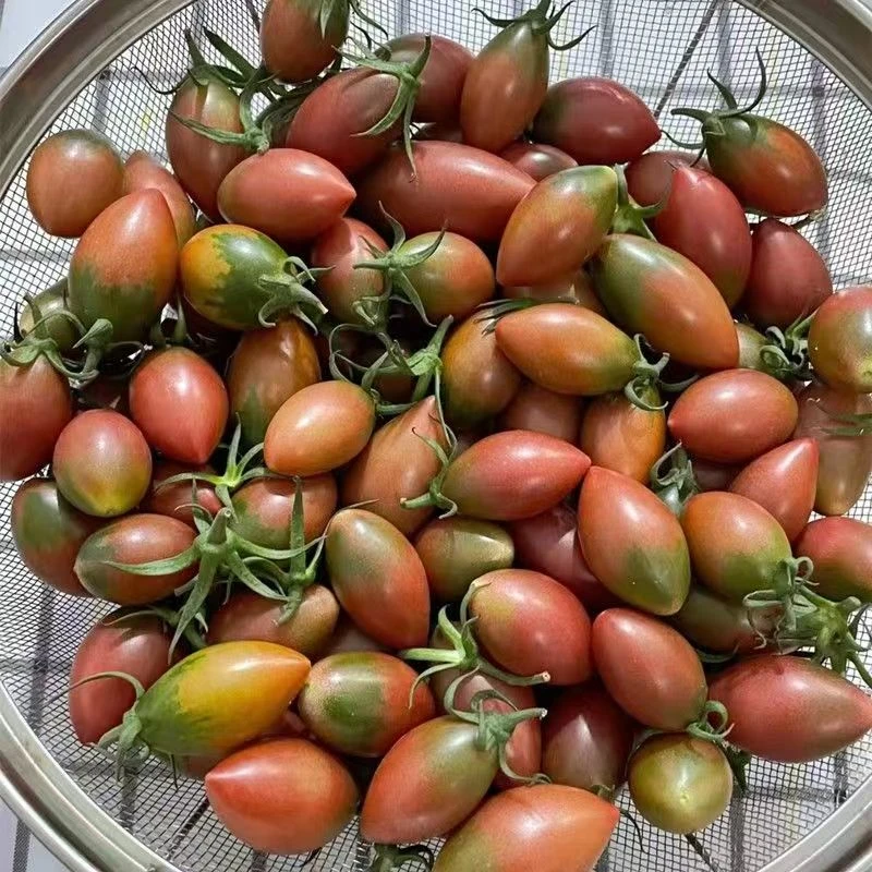 汕尾陂洋紫弹头脆口小番茄子弹头生鲜红柿子