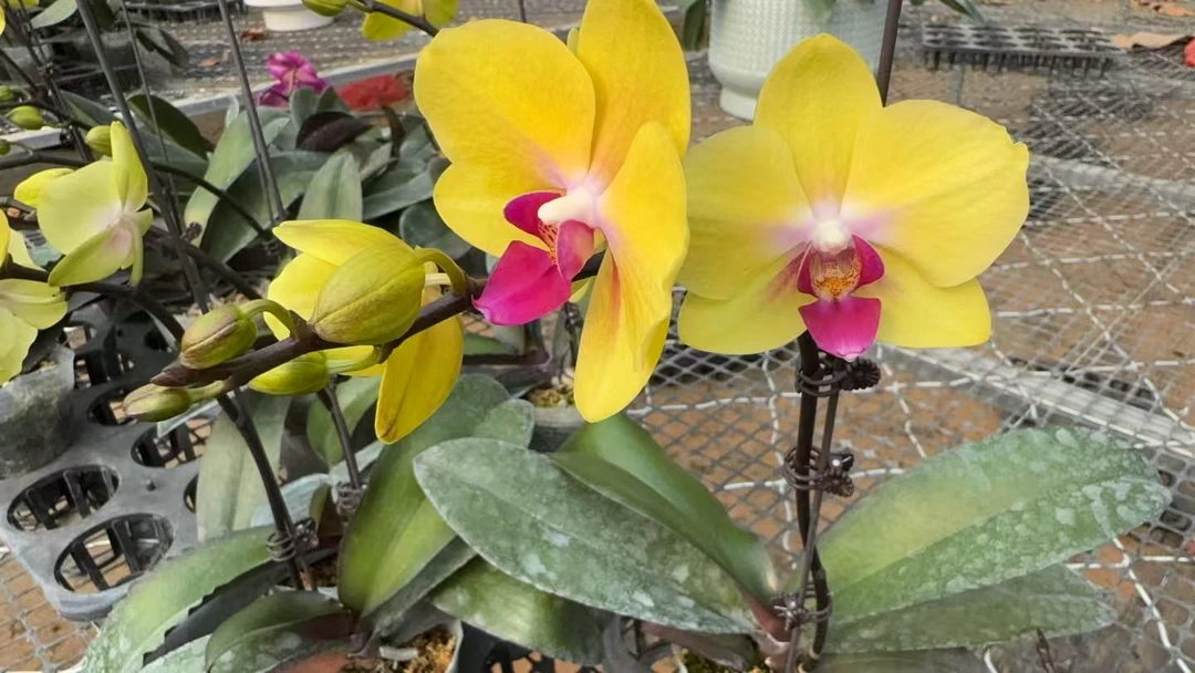 蝴蝶兰 [黄金鱼] 3.0单剑  金灿灿黄色中花系