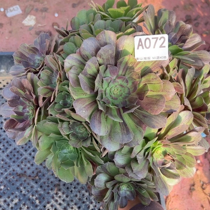 花月夜多肉植物072.