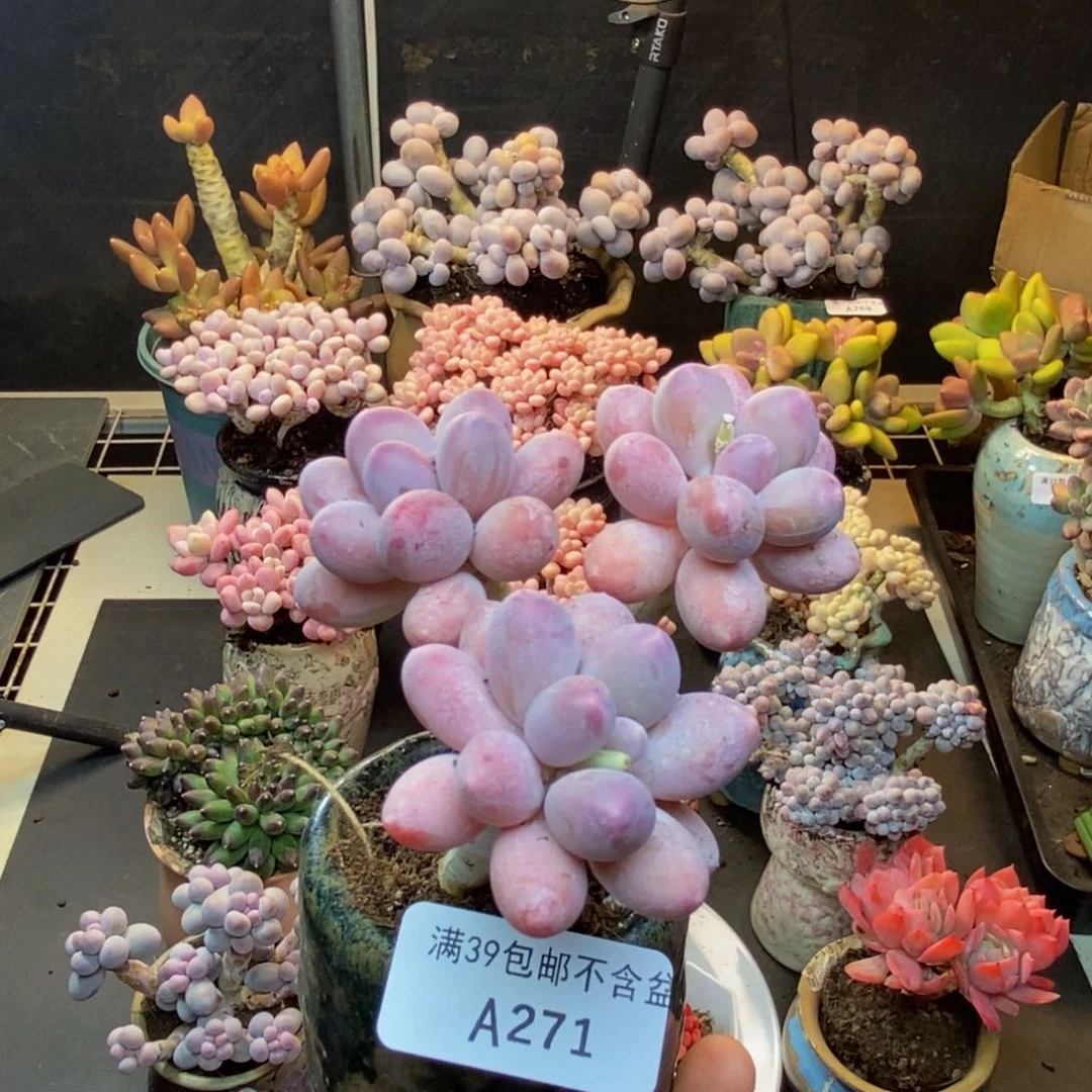 271香水手指奶多肉7c m