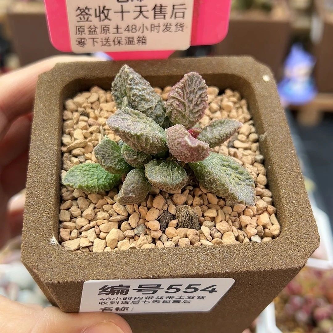 果***妈554大鱼海棠多肉