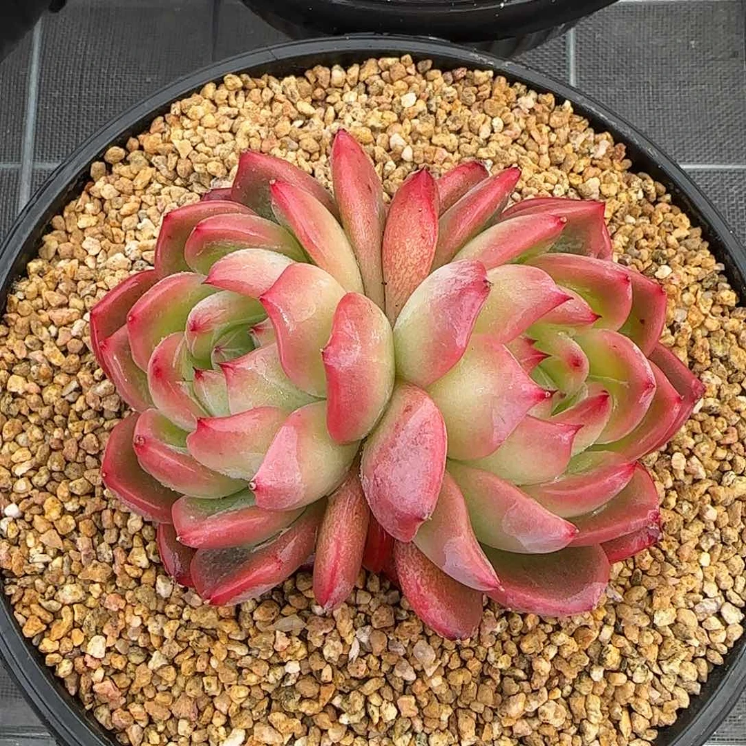 从前慢甄选多肉编号红鸾